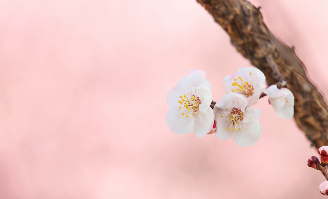 春天，是属于希望与新生的季节