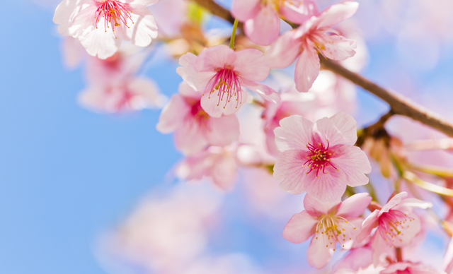 春天，是属于希望与新生的季节