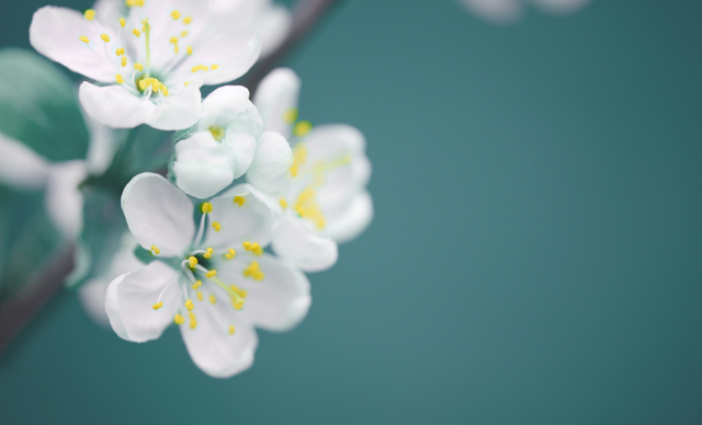 春天，是属于希望与新生的季节