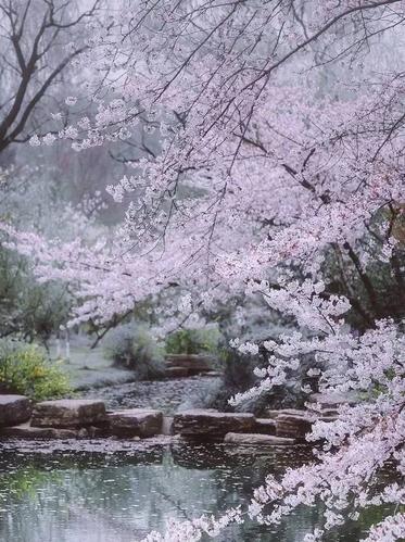 风送清香，花朵灿烂，杏花树下走过，清香盈袖