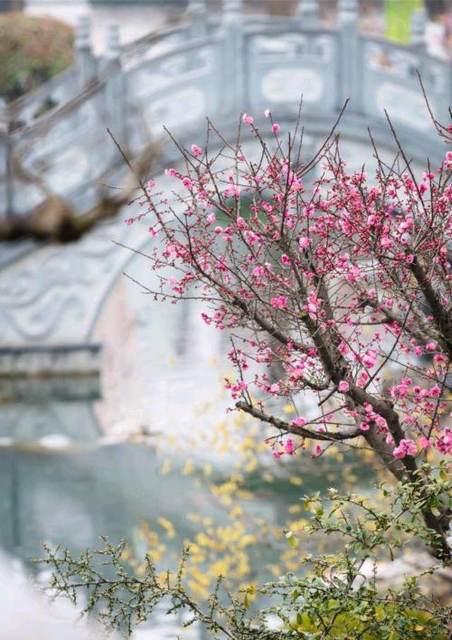 风送清香，花朵灿烂，杏花树下走过，清香盈袖