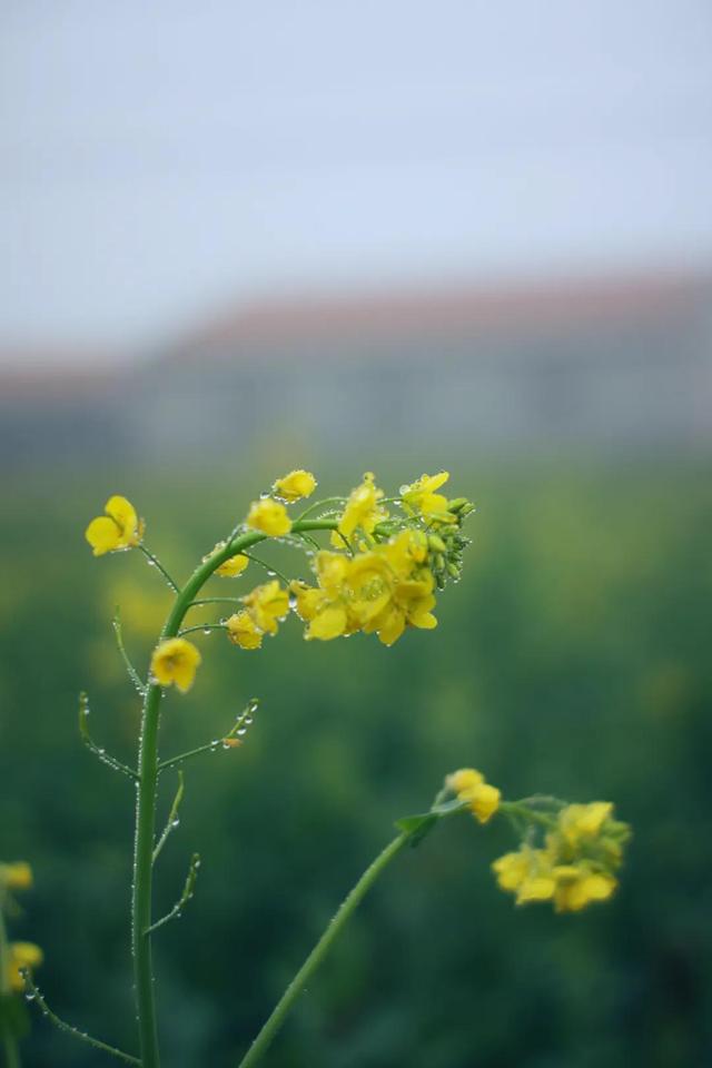 光阴寂静，季节交替，以全新的心境迎接春天的到来