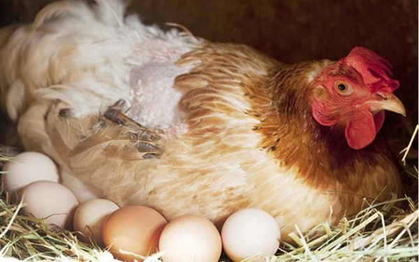 为什么肉鸡能下更多的蛋？
