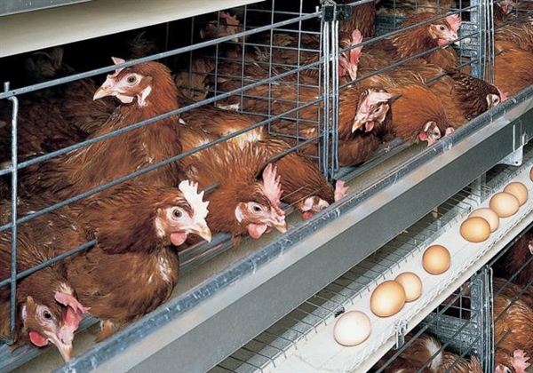 为什么肉鸡能下更多的蛋？