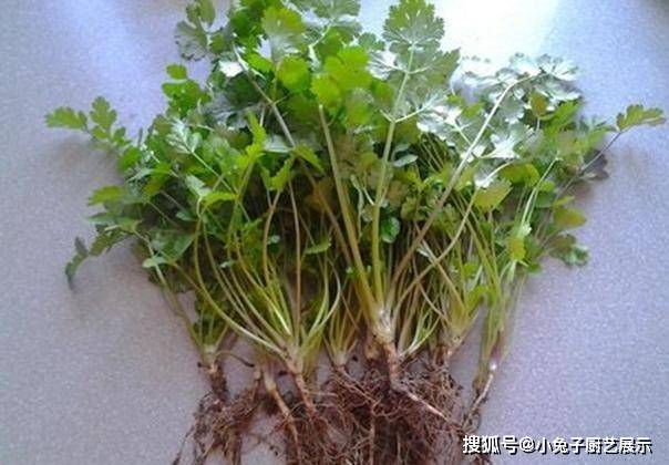 香菜的味道，你知道吗？称它为“魔鬼草”，以怪味出名