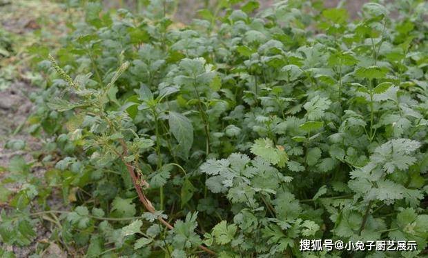 香菜的味道，你知道吗？称它为“魔鬼草”，以怪味出名