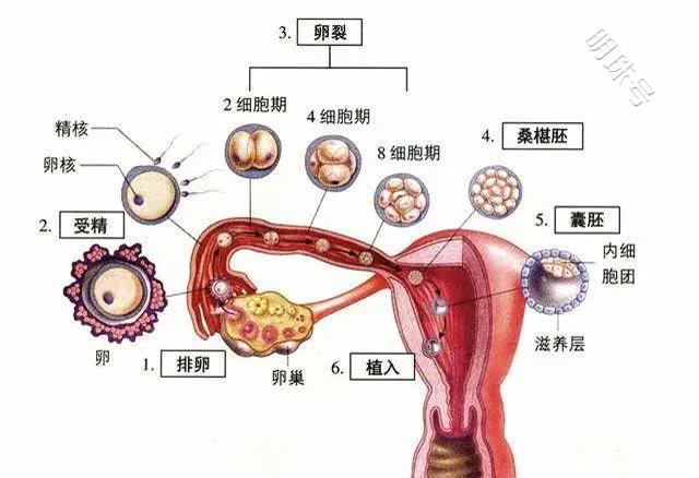 昆明送子鸟：春季备孕小秘诀，让你轻松接好孕