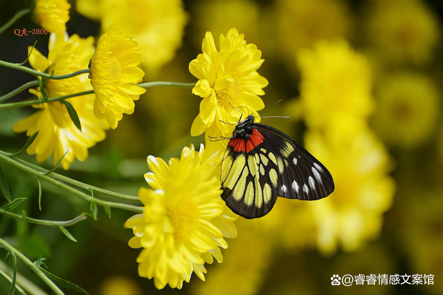 春天的时光，从不缺温柔