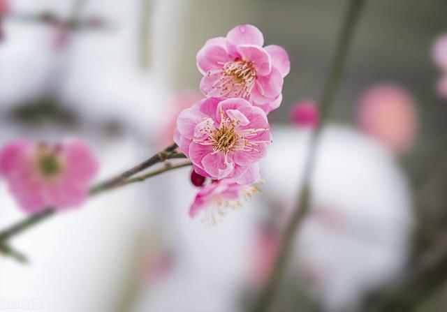 花开为谁思，雨落为谁伤，一场相遇天了情