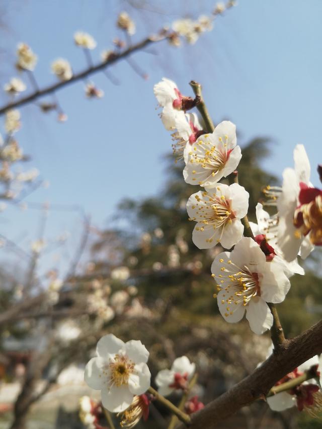 阳春三月、万物生发的季节，爱这暖洋洋、慢悠悠的好时光