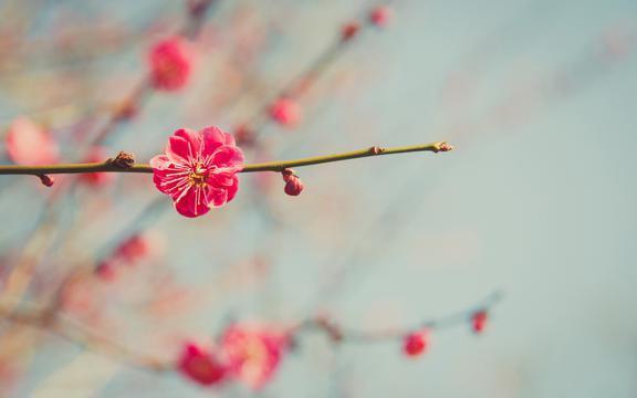 春风起舞，百花娇娆，一丝温暖划过心间