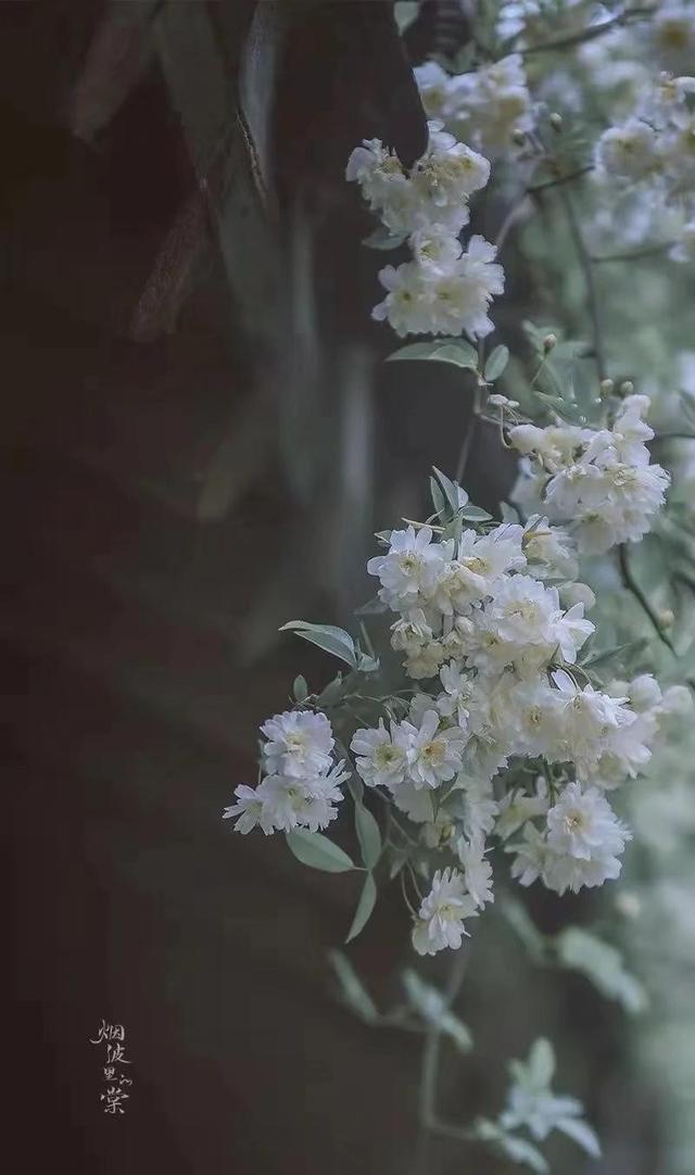 生活中，不辜负时光，遗憾也是一种美