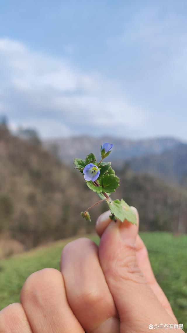 春分日，暖意生；一夜雨，未见花开，便见满地残蕊