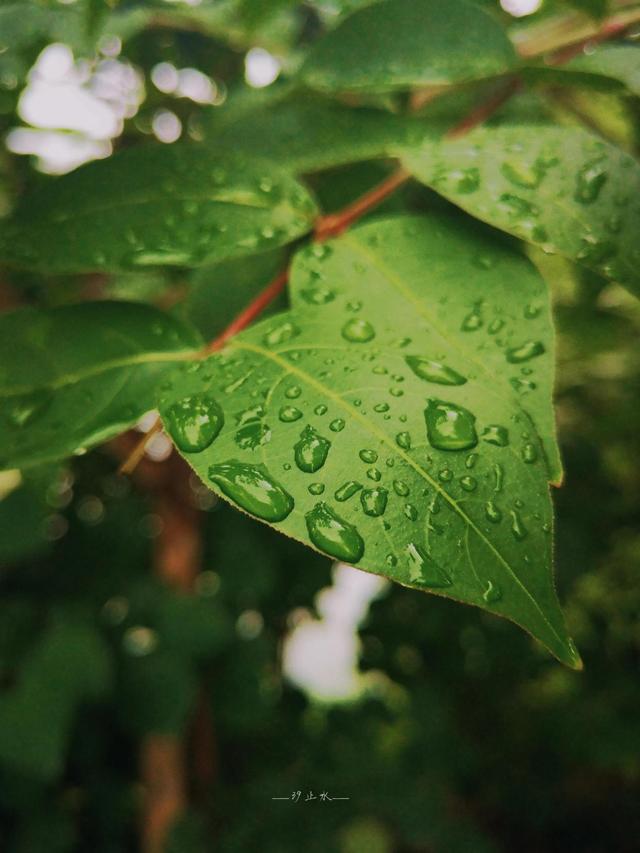 只是我的雨天，好像不在江南烟波，不在庭院闲坐