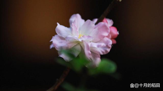 淡看人生，生活其实也很美