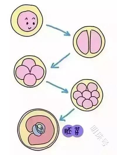 昆明送子鸟：生化妊娠后多久可以再怀孕？要注意什么？