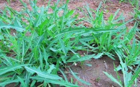 老家把苦菜叫“苦苣菜”，常用来做成酸菜食用