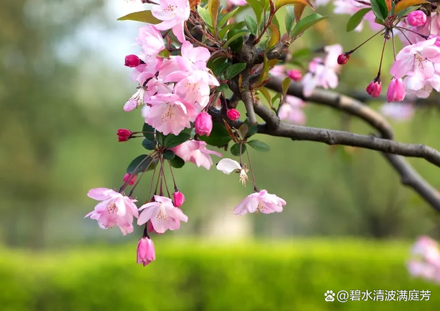 春意撩人，花开从未迟到，岁月在我们眼前