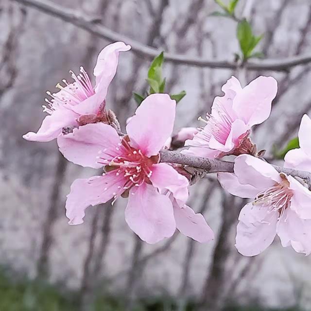 愿你温柔几许，活得通透；愿你从容而行，忘记忧愁