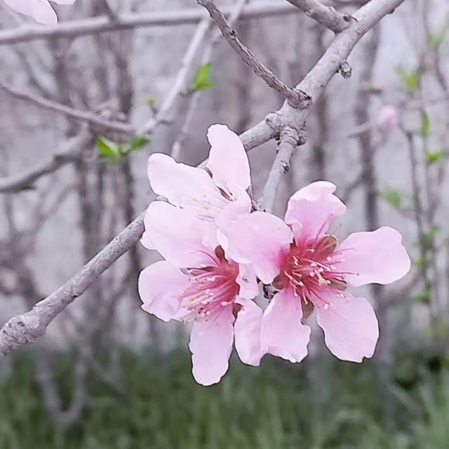 愿你温柔几许，活得通透；愿你从容而行，忘记忧愁