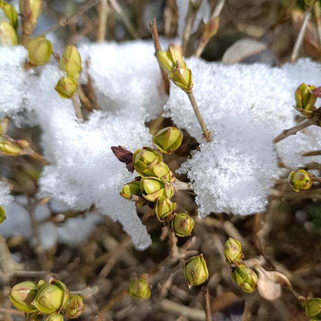 春风薄云，春雪迎春，相守一场春寒