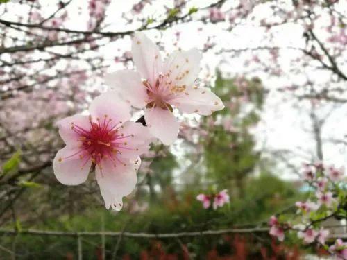 我看到了云鬓花颜金步摇，回眸一笑百媚生