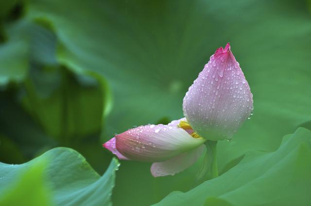 花开十里，那是相见不如怀念的昨天，那是青春的向往