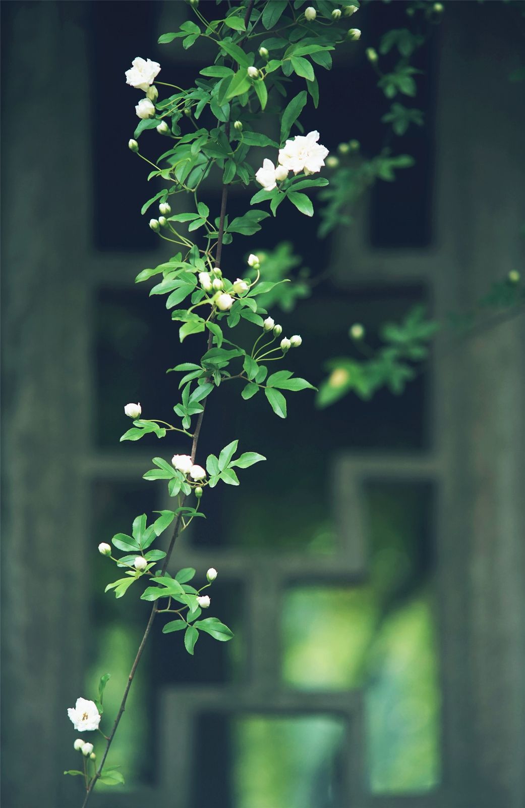 植树节，心种四棵树，金银满箱财无数