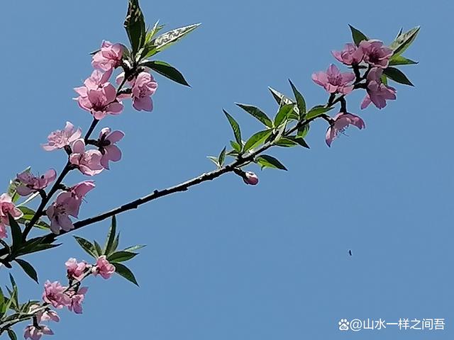 缅怀亲人，在春天里不至于沉沦，因为春天是美好的根基