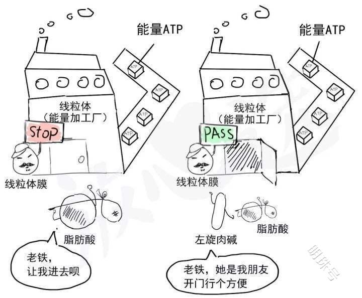 减少瘦身失败带来的困扰，这些方法要灵活运用，左旋肉碱是什么？