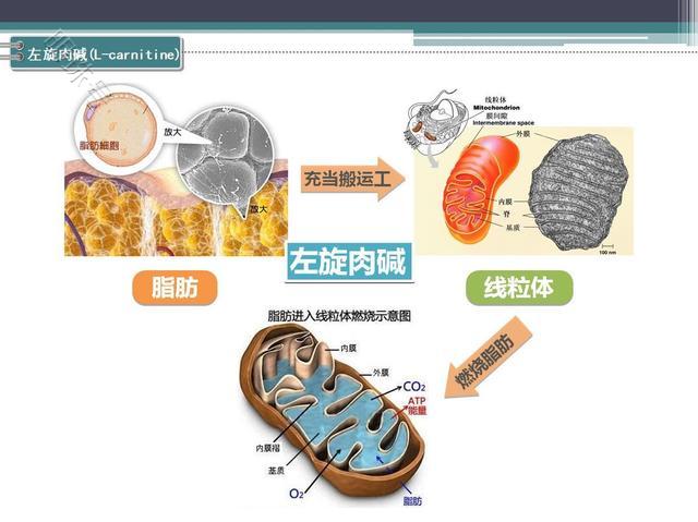 减重总是不成功？你需要提高燃烧脂肪的效率，左旋肉碱非常有特点