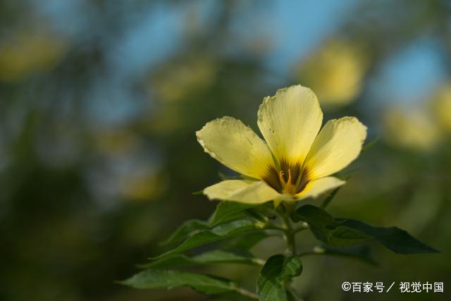 聪明的女人，从来不心软，在爱情中能坚持自我，活得很坚韧