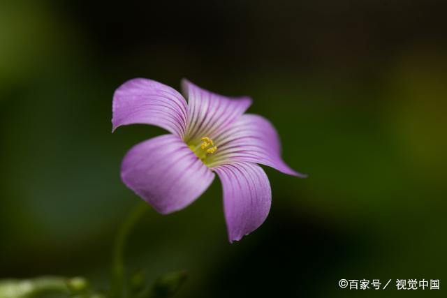 聪明的女人，从来不心软，在爱情中能坚持自我，活得很坚韧