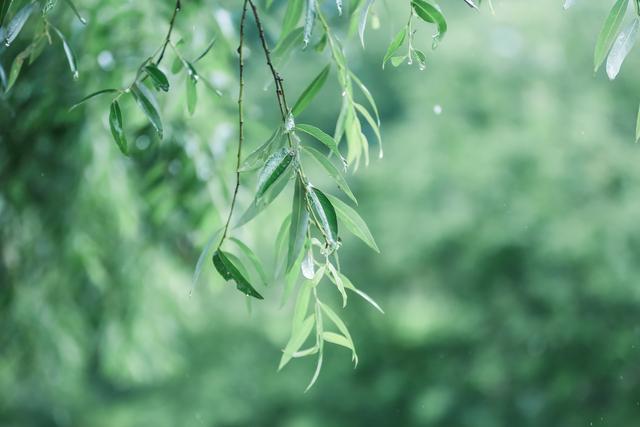 想念一个人，往往是寂静的，沉默的，无声无息