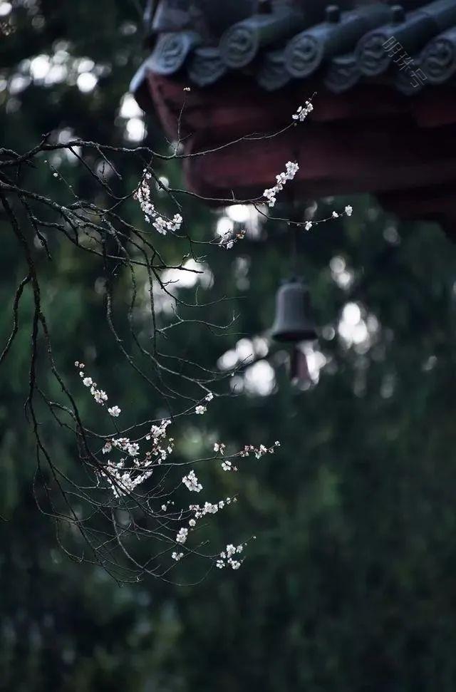 雨丝的囚禁