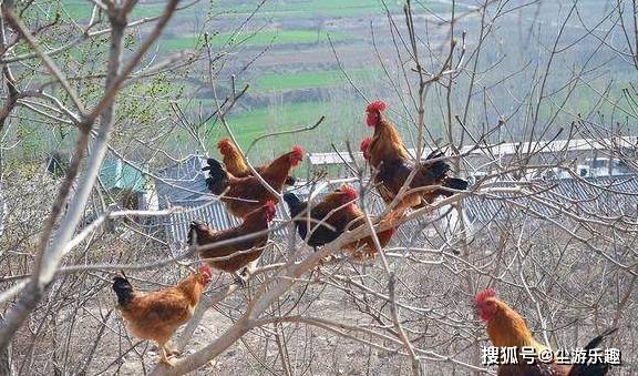 河南农家饭店七口小灶火力全开，顾客眼看着鸡子都杀了半天不上桌