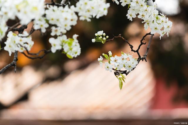 春和日丽，百花相继迎春来，万千色彩皆在故乡光明中