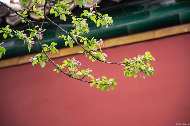 春和日丽，百花相继迎春来，万千色彩皆在故乡光明中