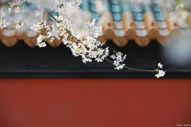 春和日丽，百花相继迎春来，万千色彩皆在故乡光明中