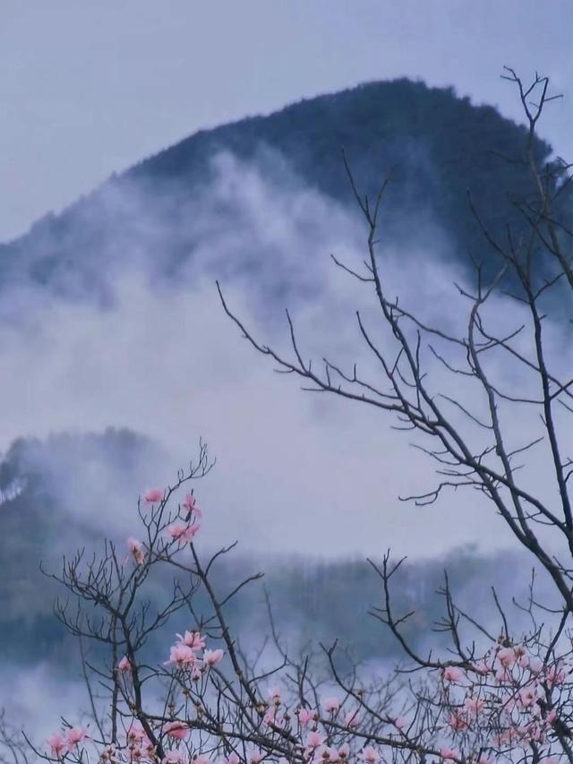 岁月许我一场花开，时光许我一场花落