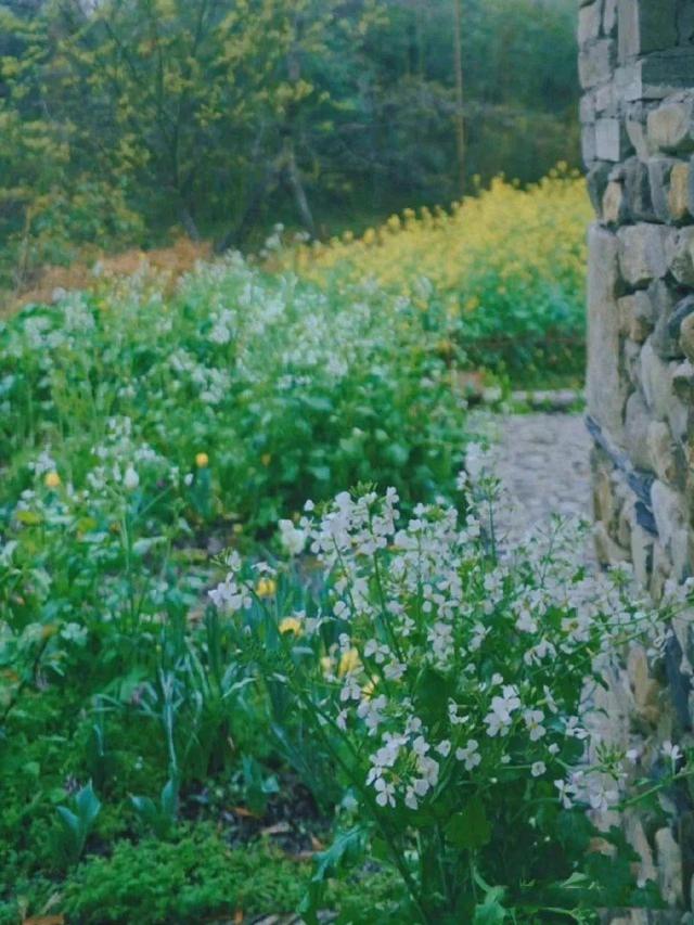 人间四月，芳菲未尽，山寺桃花始盛开