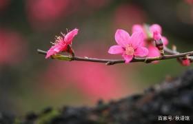 岁月浅唱，花落无声