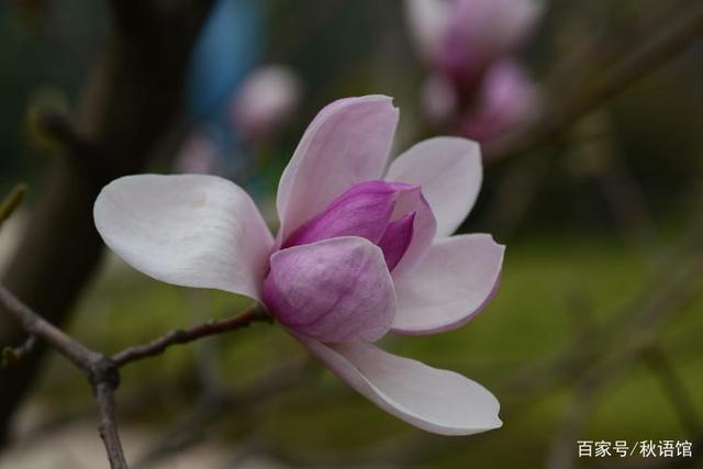 岁月浅唱，花落无声