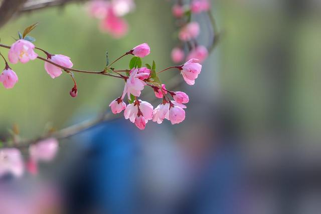 生命中，每一天都是春光无限，花开满园