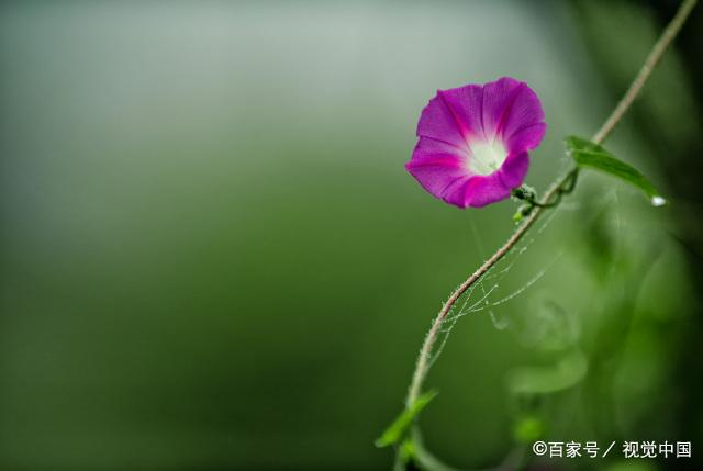 有你的岁月里，从不羡慕别人的最好