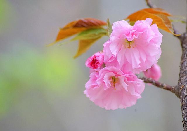 生命中，每一天都是春光无限，花开满园