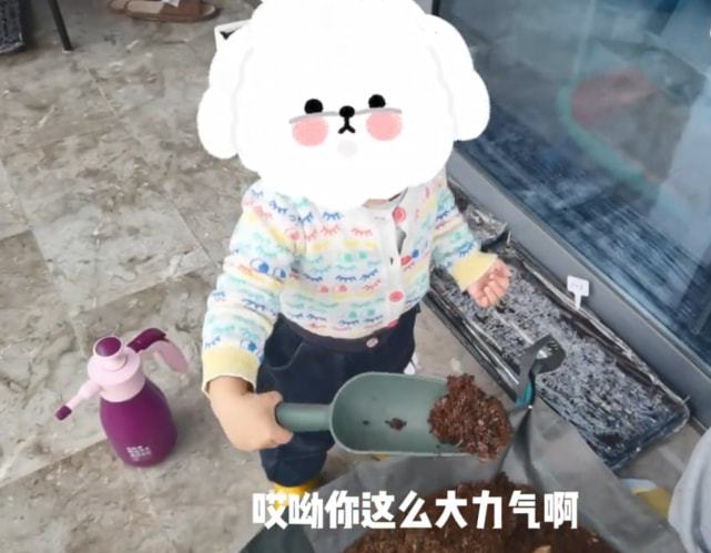 苗苗隔离期带女儿种菜，酸奶帮放种子好乖巧，无奈与郑恺分隔两地