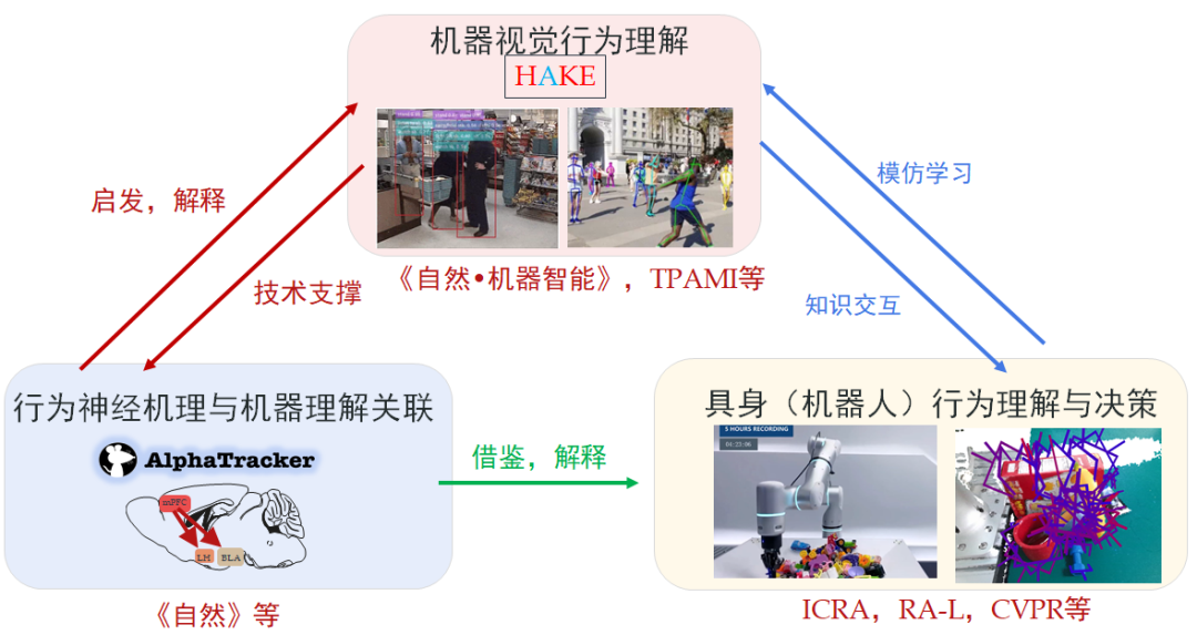 AI再突破：小鼠也分等级，它的身份竟刻在大脑里