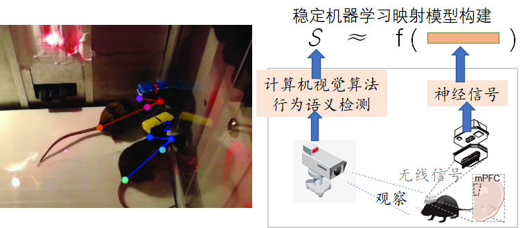 AI再突破：小鼠也分等级，它的身份竟刻在大脑里