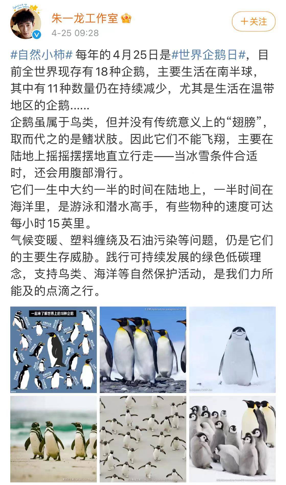 朱一龙工作室关注世界企鹅日，保护环境